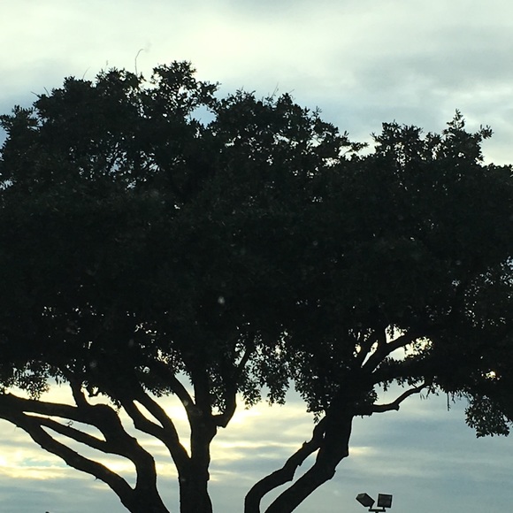 Meet your Posher, Malakhai - Picture 1 of 1